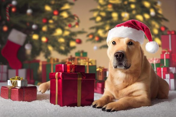 Cómo Viajar con Mascotas Durante las navidades